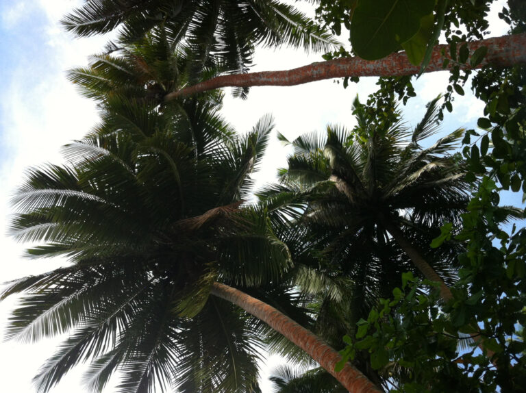 Palmen auf Papua-Neuguinea
